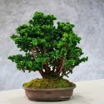 Tree ID 301 : Hinoki