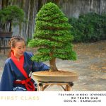 Tree ID 302 : Tsuyama Hinoki