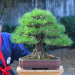 Tree ID 303 : Japan Blackpine