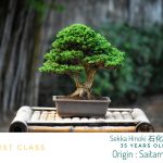 Tree ID 304 : Sekka Hinoki