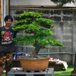 Tree ID 296 : บอนไซสนใบพาย