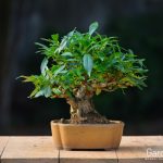 Tree ID 297 : Japanese Gardenia