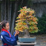 Tree ID 298 : Kaede Maple