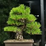 Tree ID 300 : Japanese Blackpine
