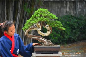 Itoigawa Shimpaku Master Kimura's bonsai - Image 3