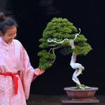 321 : Master Koji Matsuesu's bonsai