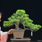 Tree ID 323 : Japanese Blackpine