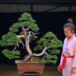 Tree ID 322 : Itoigawa Shimpaku