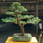 Tree ID 324 : บอนไซสนใบพาย(ใบสั้น)