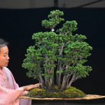 Tree ID 326 : Sekka Hinoki