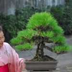 Tree ID 317 : Japanese Blackpine