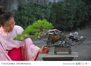 Tree ID 318 : Itoigawa by Master Akio - Image 2