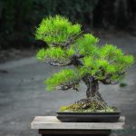 Tree ID 319 : Jananese Blackpine