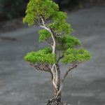 Tree ID 320 : Itoigawa Shimpaku