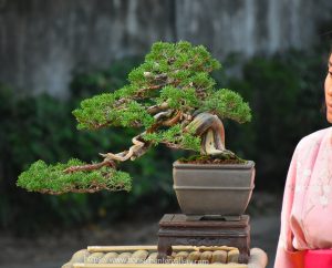 Tree ID 315 : Itoigawa Shimpaku - Image 3