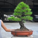 Tree ID 327 : Japanese Blackpine