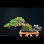 Tree ID 318 : Itoigawa by Master Akio