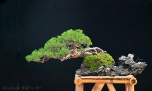 Tree ID 318 : Itoigawa by Master Akio - Image 3