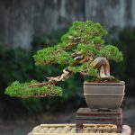 Tree ID 315 : Itoigawa Shimpaku