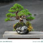 Tree ID 316 : Itoigawa Shimpaku