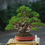 Tree ID 312 : Itoigawa Shimpaku