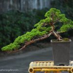 Tree ID 313 : Shimpaku