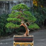 Tree ID 314 : Shimpaku