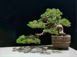 Tree ID 315 : Itoigawa Shimpaku - Image 2