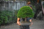 Tree ID 339 : Tsuyama Hinoki Cypress - Image 2