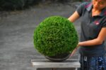 Tree ID 339 : Tsuyama Hinoki Cypress - Image 3