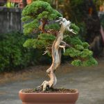 Tree ID 338 : Shimpaku