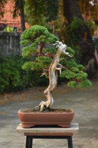 Tree ID 338 : Shimpaku