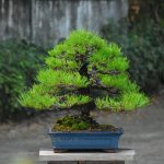 Tree ID 340 :Japanese Black Pine