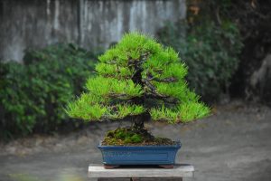 Tree ID 340 :Japanese Black Pine