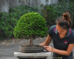 Tree ID 339 : Tsuyama Hinoki Cypress