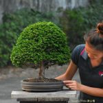 Tree ID 339 : Tsuyama Hinoki Cypress