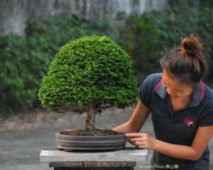 Tree ID 339 : Tsuyama Hinoki Cypress