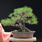 Tree ID 336 : Japanese Blackpine