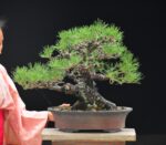 Tree ID 336 : Japanese Blackpine