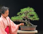 Tree ID 336 : Japanese Blackpine - Image 3