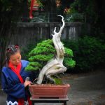 Tree ID 328 : Itoigawa Shimpaku