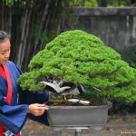 329 : Master Kimura, Kokufu 89th