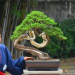 Tree ID 331 : Master Kimura's Bonsai