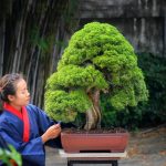 Tree ID 332 : Itoigawa Shimpaku