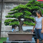 Tree ID 333 : บอนไซสนใบพาย
