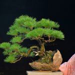 Tree ID 334 : Japanese Black Pine