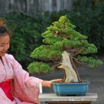 Tree ID 335 : Shimpaku