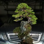 Tree ID 337 : Itoigawa Shimpaku