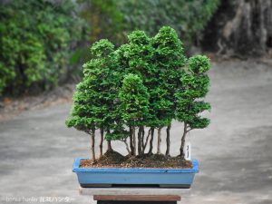 Tree ID 341 : Sawara Hinoki - Image 2