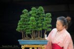 Tree ID 341 : Sawara Hinoki - Image 4